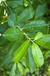 Scouler's Willow foliage