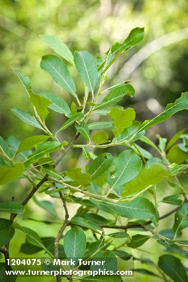 Salix scouleriana
