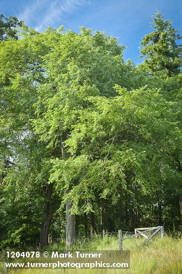 Ulmus americana