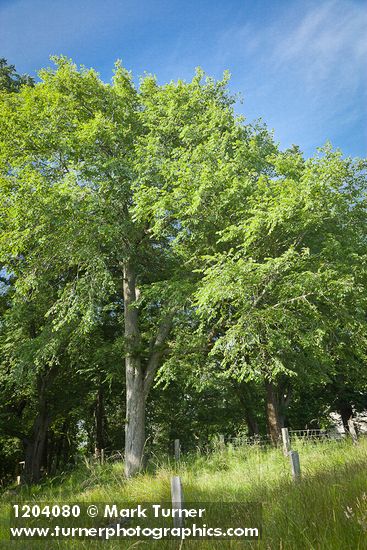 Ulmus americana