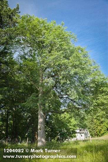 Ulmus americana