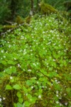Mass of Candyflower among moss on decaying log