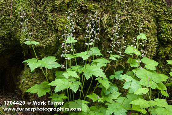 Tiarella trifoliata