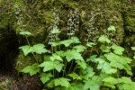 Foamflower