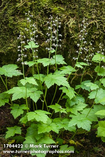 Tiarella trifoliata