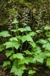 Foamflower