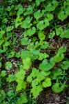 Foamflower w/ May Lily foliage