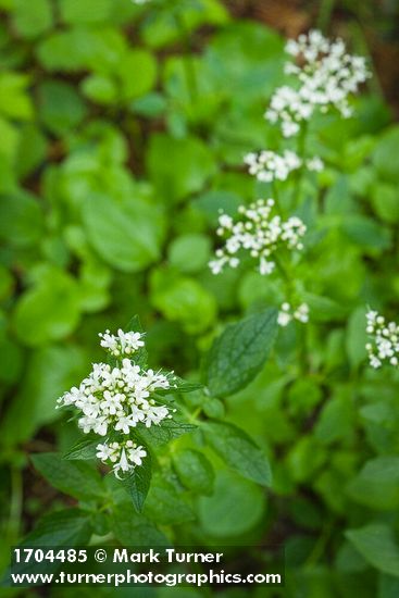 Valeriana scouleri