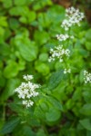 Scouler's Valerian