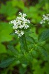 Scouler's Valerian