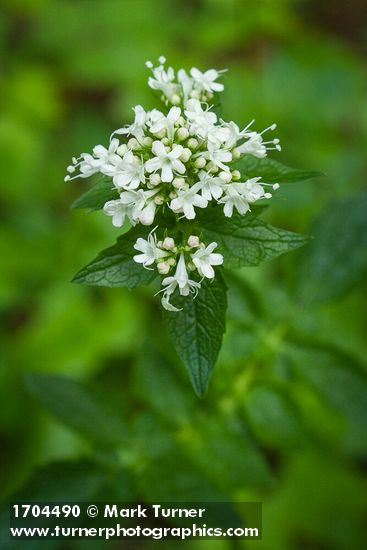 Valeriana scouleri