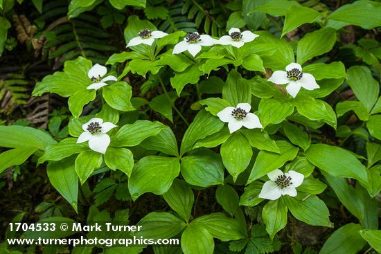 Cornus unalaschkensis