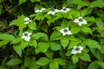 Bunchberry