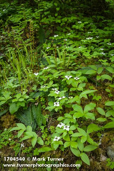 Cornus unalaschkensis; Blechnum spicant