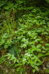 Bunchberry w/ Deer Ferns