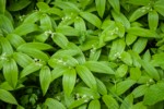 Star Solomon's Seal