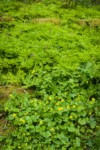 Smooth Yellow Violets & Bleeding Heart