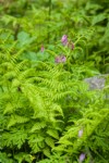 Bleeding Heart among Lady Fern foliage