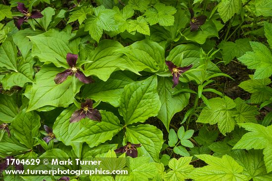 Trillium ovatum