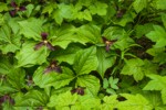 Western Trilliums with purple flowers after being pollinated