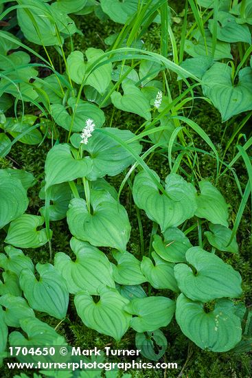 Maianthemum dilatatum