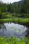 Yellow Pond Lilies & Slough Sedge in Myrtle Lake wetland