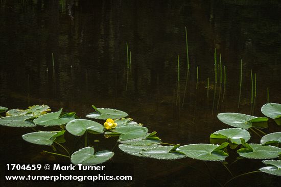 Nuphar polysepala