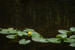 Yellow Pond Lilies