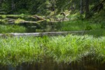 Slough Sedge in Myrtle Lake wetland