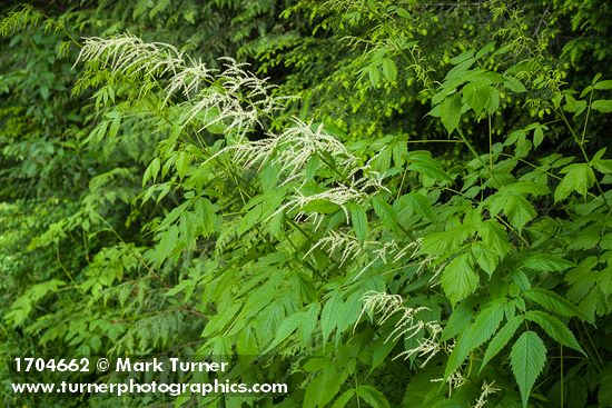 Aruncus dioicus