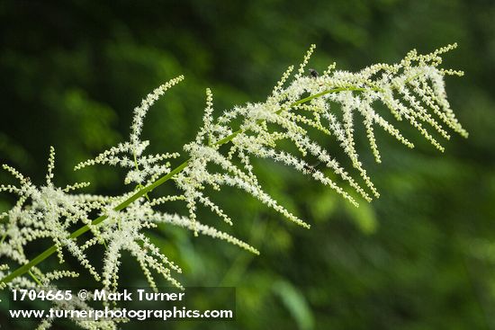 Aruncus dioicus