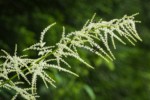 Goatsbeard blossoms