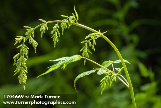 Aruncus dioicus