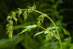 Goatsbeard flower buds