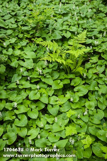 Maianthemum dilatatum; Athyrium filix-femina