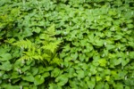 May LIlies w/ Lady Ferns