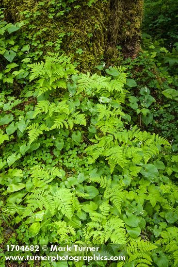 Gymnocarpium disjunctum; Maianthemum dilatatum; Rubus pedatus