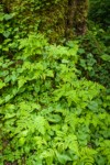Oak Ferns w/ May LIlies & Strawberry Bramble