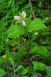 Western Trillium fading blossom