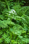 Coltsfoot, in seed, among Lady Ferns & Deer Fern