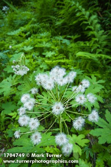 Petasites frigidus