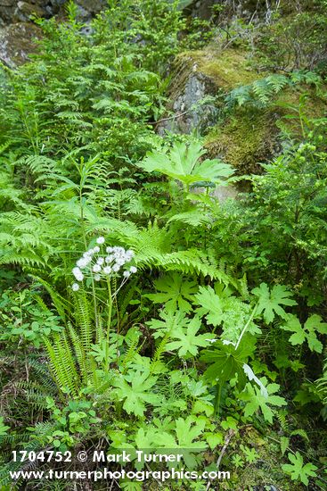Petasites frigidus; Athyrium filix-femina; Blechnum spicant