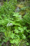 Coltsfoot, in seed, among Lady Ferns & Deer Fern