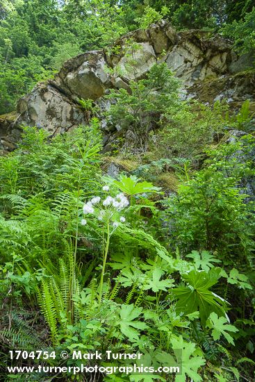 Petasites frigidus; Athyrium filix-femina; Blechnum spicant