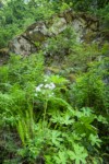 Coltsfoot, in seed, among Lady Ferns & Deer Fern