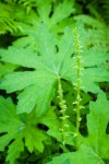 Slender Bog Orchid against Coltsfoot foliage