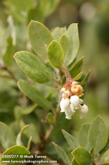 Arctostaphylos columbiana