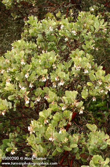 Arctostaphylos columbiana