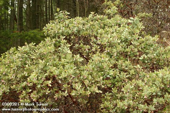 Arctostaphylos columbiana