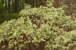 Hairy Manzanita